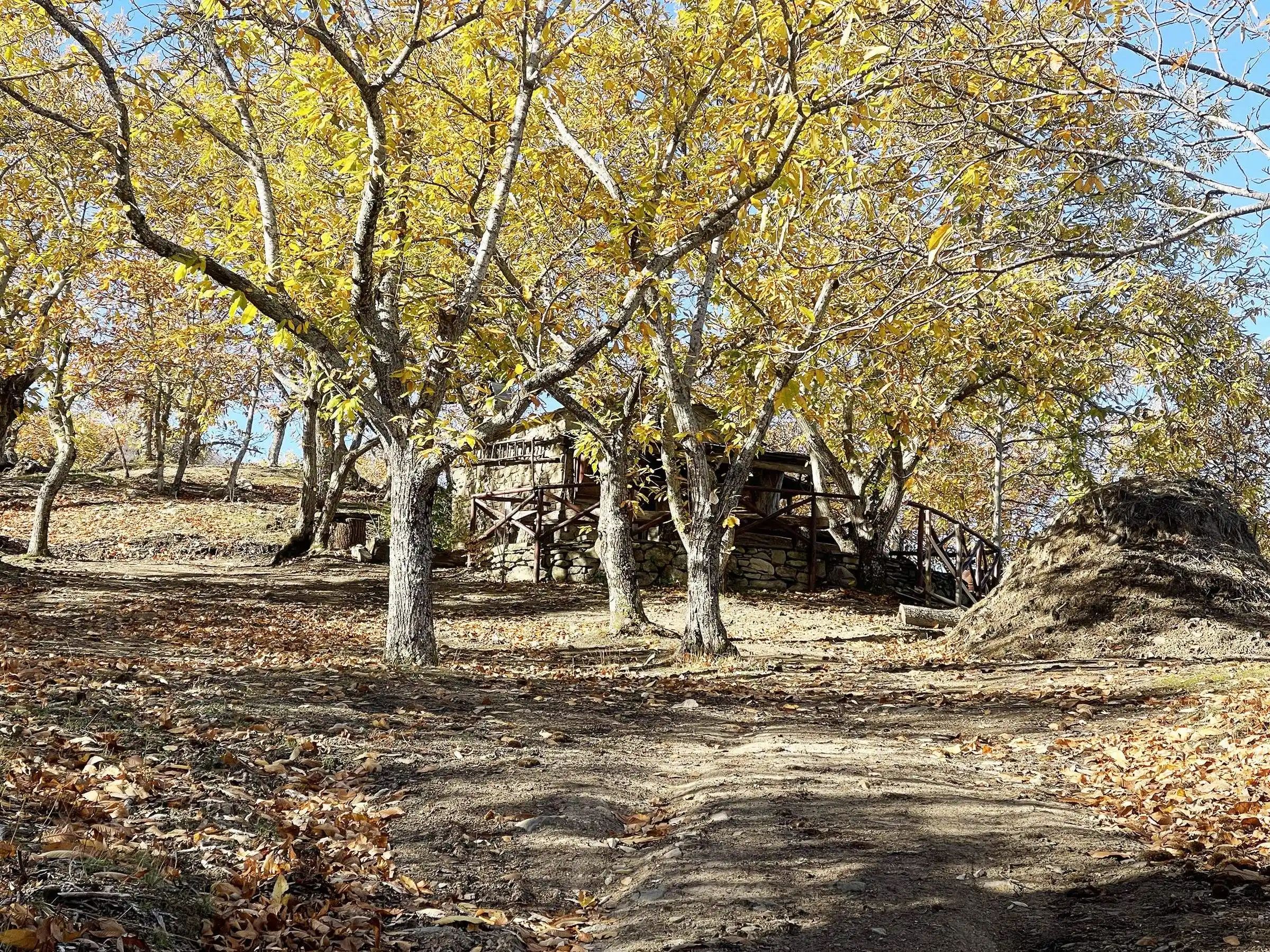 Hiking through chestnut forests near Il Vigno agriturismo, the Casentino Forests